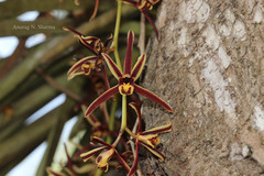 Cymbidium aloifolium